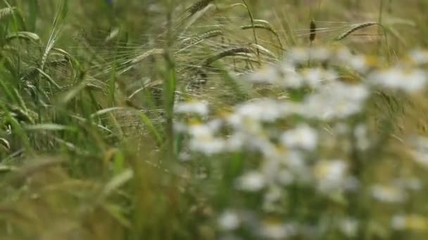 Ears of barley, daisies and wind. — Stock Video