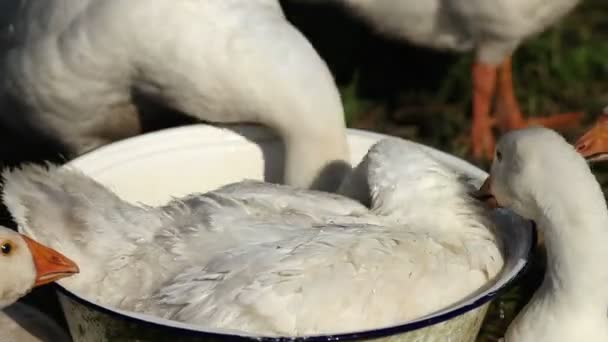 Gansos domésticos blancos nadando en la pelvis . — Vídeos de Stock