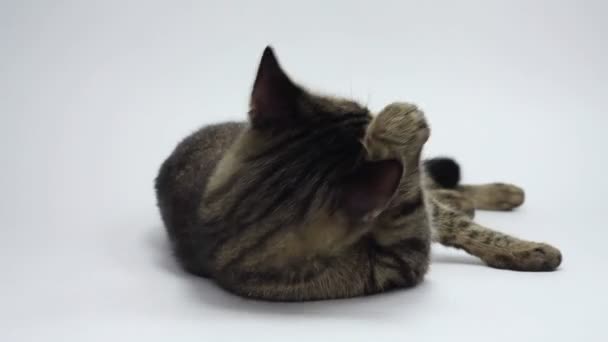 Cat washing itself on white background. — Stock Video