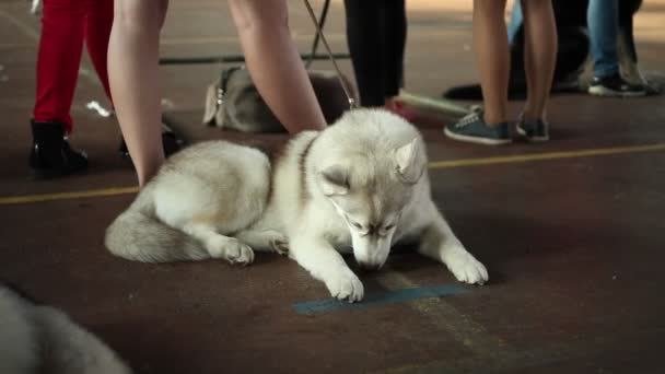 Хаски бежевый цвет. Husky dog lying on a background of people 's feet . — стоковое видео