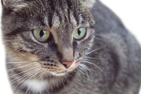 Портрет табби-зеленоглазого кота — стоковое фото