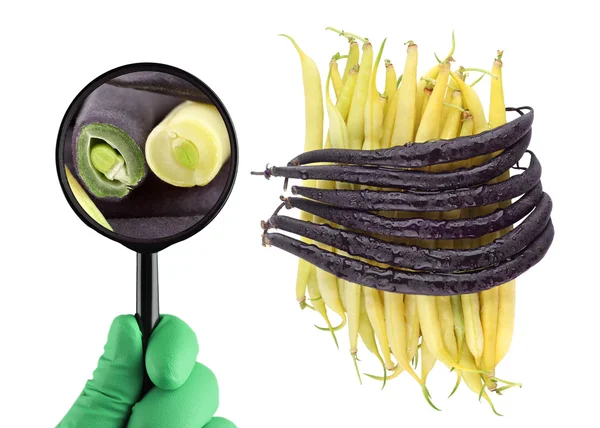 Legumes. Roxo e visão geral de feijões amarelos e close-up — Fotografia de Stock