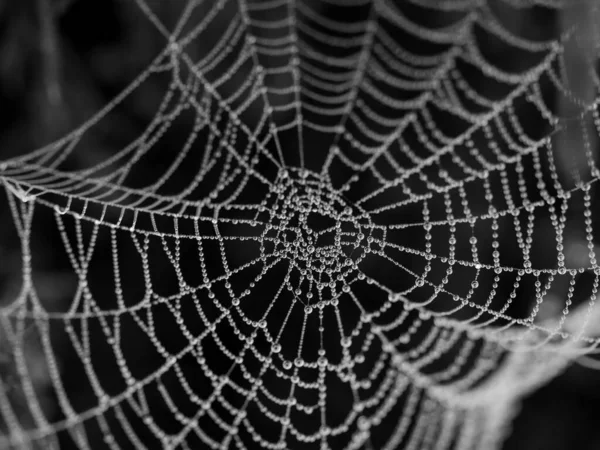 Siyah beyaz damlaları olan yuvarlak örümcek ağı