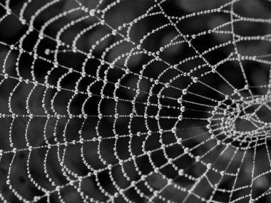 Siyah beyaz damlaları olan radikal örümcek ağı