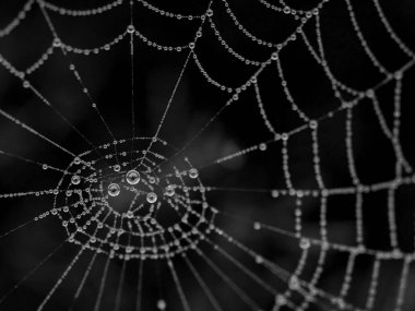 Siyah beyaz büyük damlaları olan yuvarlak örümcek ağı