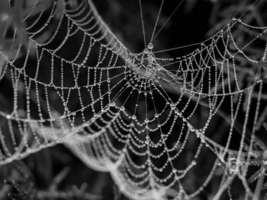 Siyah beyaz damlalarla asılı örümcek ağı