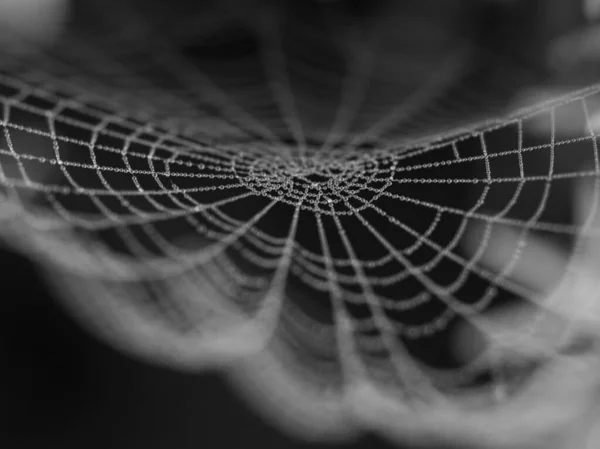 Siyah beyaz damlaları olan örümcek ağı bulanık
