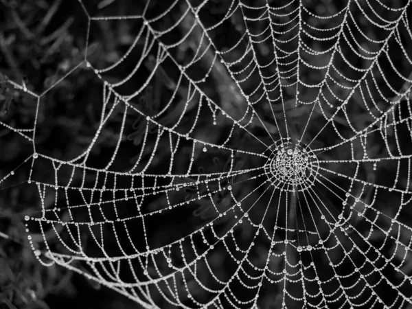 Siyah beyaz damlaları olan yuvarlak örümcek ağı