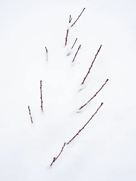 Filialer Som Kommer Den Vita Snön Mitten Bilden — Stockfoto