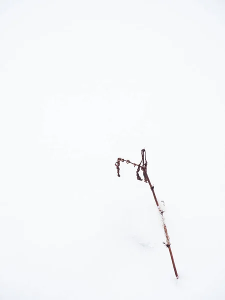 Görüntünün sağ köşesinde kardan çıkan yalnız otlar.