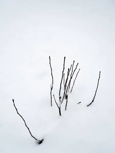 Filialer Som Växer Fram Snön Längst Ner Bilden — Stockfoto