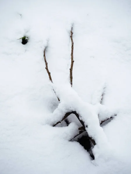 Topraktan sarkan beyaz kar dalları