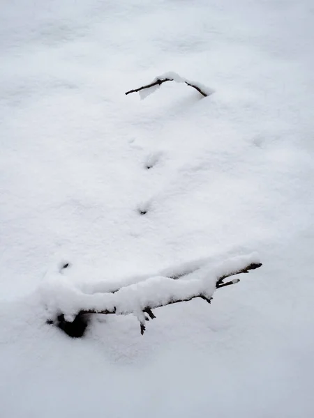 Hängande Kvistar Vit Snö Som Sticker Upp Marken — Stockfoto