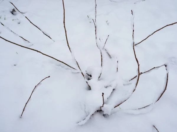 Beyaz kardan çıkan dallar resim çiziyor.