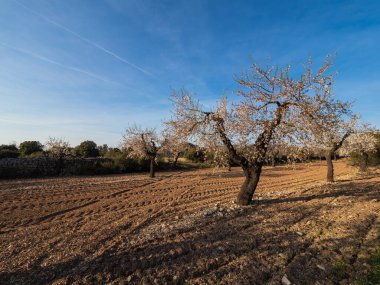 Çiçek açan badem ağaçları yeni sürülmüş alan yatay görüntüsünde