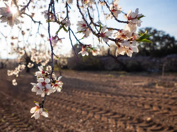 左隅に光の線が現れる畑のアーモンドの花 — ストック写真