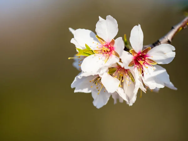 背景がぼやけているアーモンドの花の詳細水平画像 — ストック写真