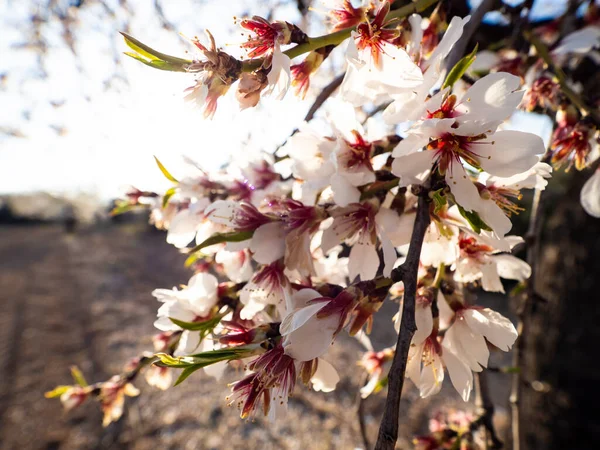 背景に陽射しのある畑に咲く木の枝 — ストック写真