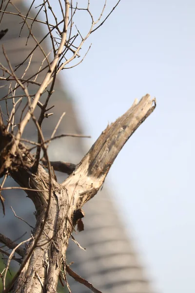 Uçlu Kırık Ağaç — Stok fotoğraf