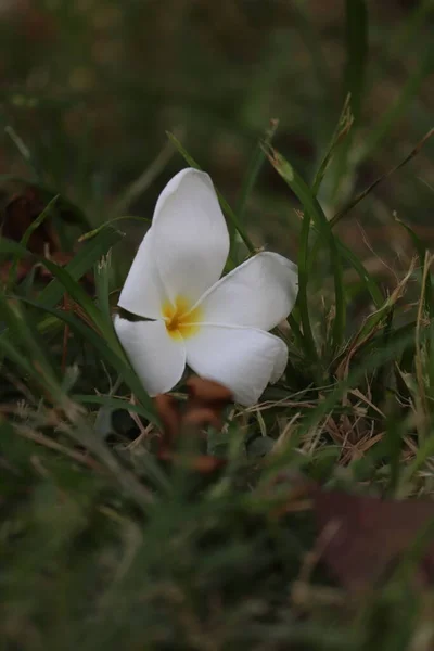 Beyaz Çiçeklerin Kırmızı Otların Manzarasını Kapat — Stok fotoğraf