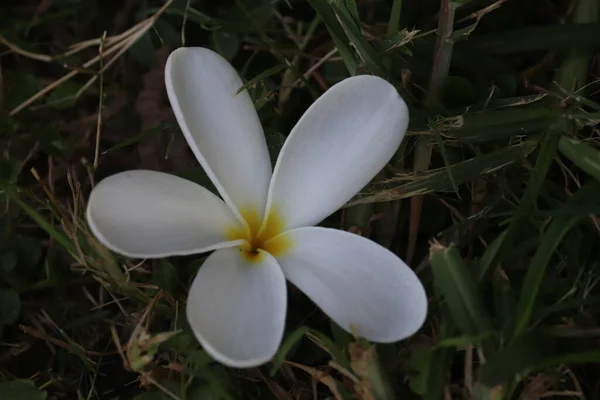 Close View White Color Flowers — Fotografia de Stock