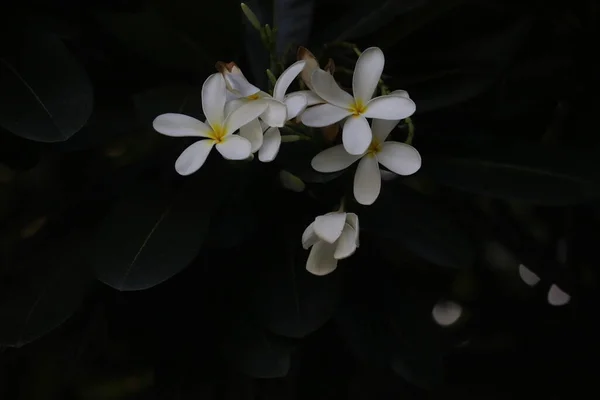 Close View White Flower — 스톡 사진