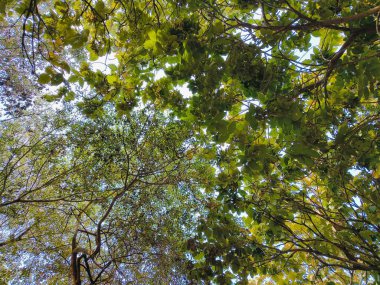 Ormanda yeşil yapraklar