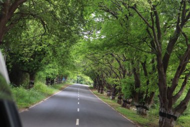 Pollachi, Coimbatore 'da Ağaç Çizgili Manzara Yolu
