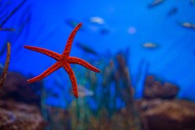 Kırmızı bir yaratık