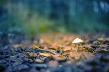 Sunbeam küçük mantarı