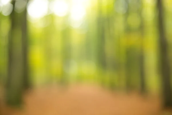 Forest out of focus - blurred — Stock Photo, Image