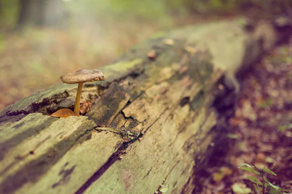 Mushroom in trunk — Stock Photo, Image