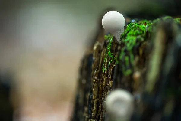 Part of intact forest — Stock Photo, Image