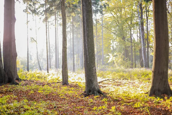 Lumière du soleil derrière un arbre — Photo