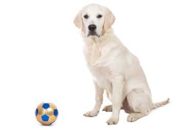 Dog with ball clipart