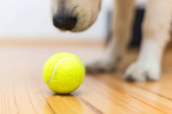 Dog with ball — Stock Photo, Image