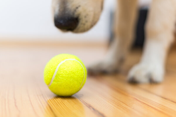 Dog with ball