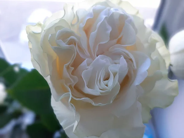 Large Unusually Beautiful Cream Colored Rose Close — Stock Photo, Image