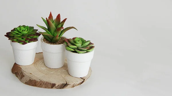Cactus Flower Pot White Background — Stock Photo, Image
