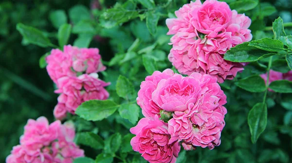 Rosier Roses Dans Jardin — Photo