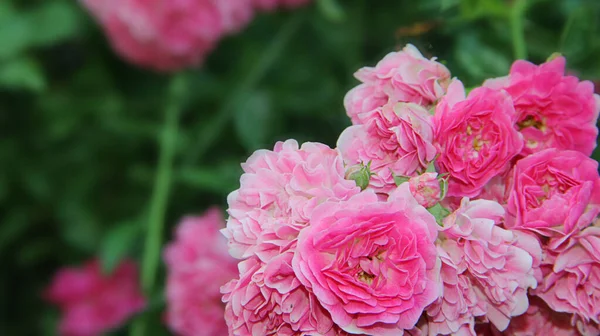 Rosier Roses Dans Jardin — Photo