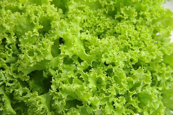 Helle Frische Salatblätter Aus Nächster Nähe — Stockfoto