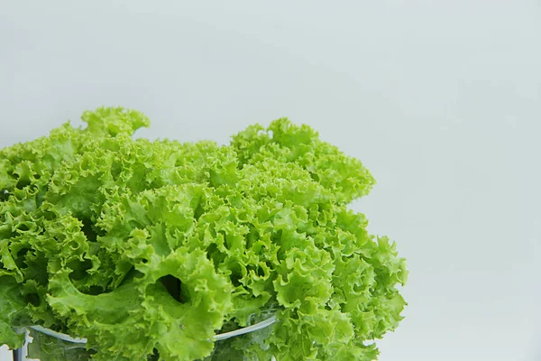 Helle Frische Salatblätter Aus Nächster Nähe — Stockfoto