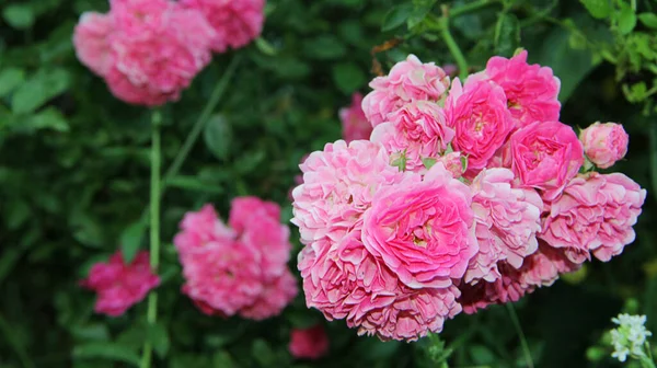 庭でバラの茂みを育て ロイヤリティフリーのストック写真