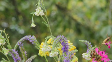 Bahçedeki çiçekler