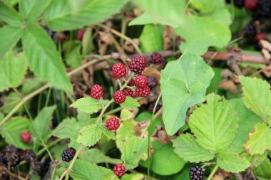 Bahçedeki bir dalda böğürtlen