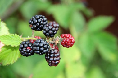 Bahçedeki bir dalda böğürtlen