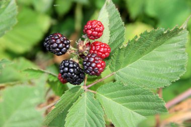 Bahçedeki bir dalda böğürtlen