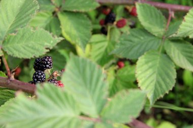 Bahçedeki bir dalda böğürtlen