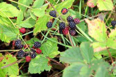 Bahçedeki bir dalda böğürtlen